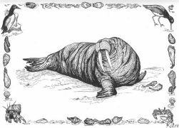 morsa Pàgines Per Pintar Imprimibles